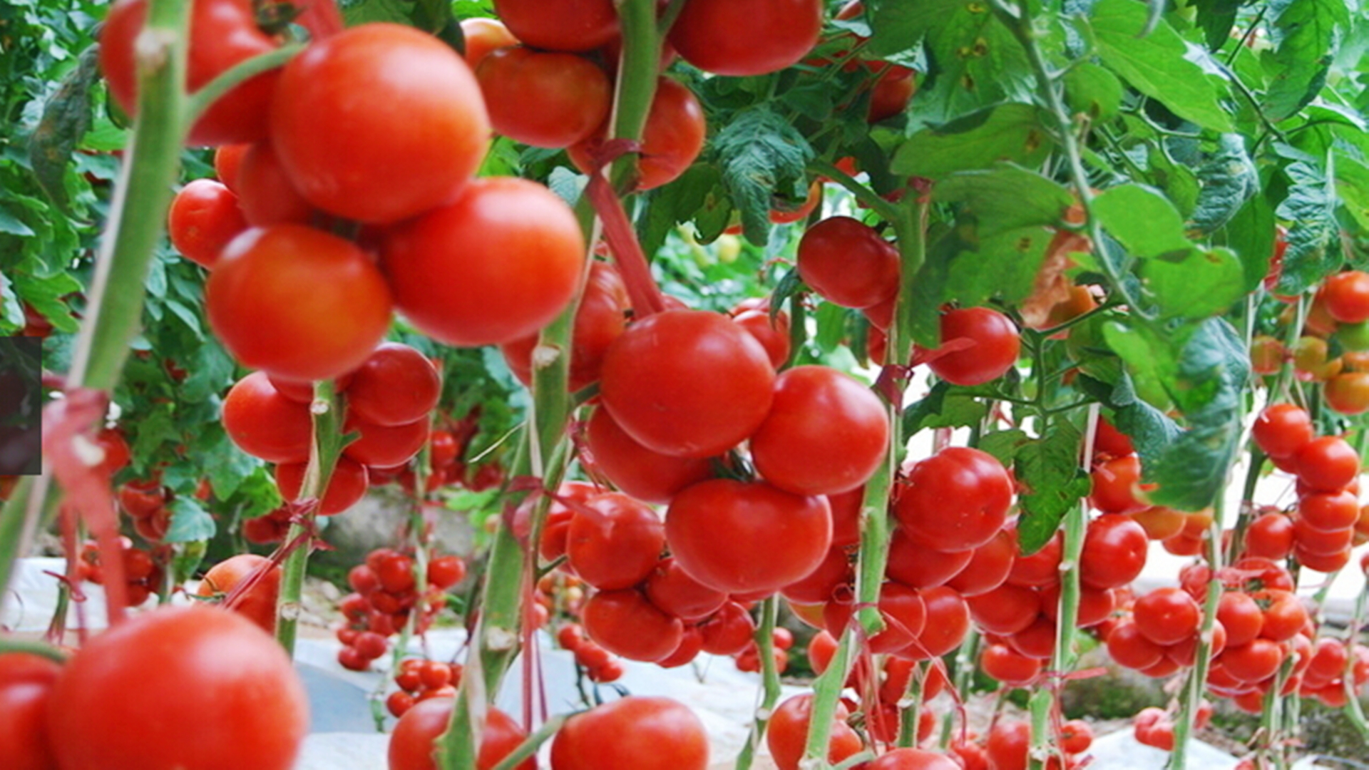 吃香菇到底要不要泡呢,吃香菇有什么讲究