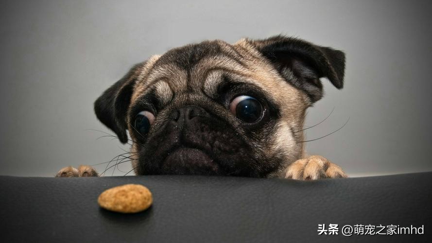 狗吃了不能消化的东西怎么办,狗吃了不该吃的没精神呕吐怎么办