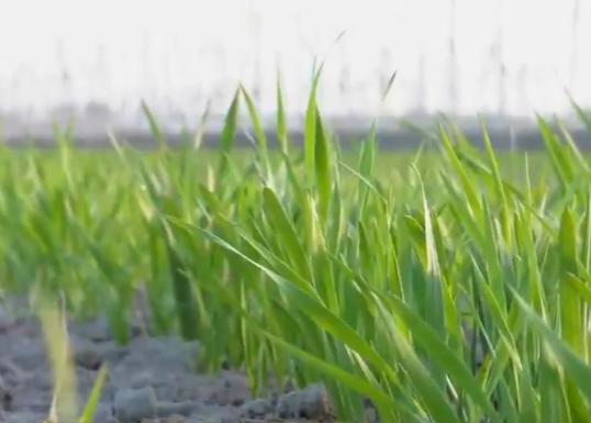 养羊赚钱的十大忠告,养羊十大赚钱的方法