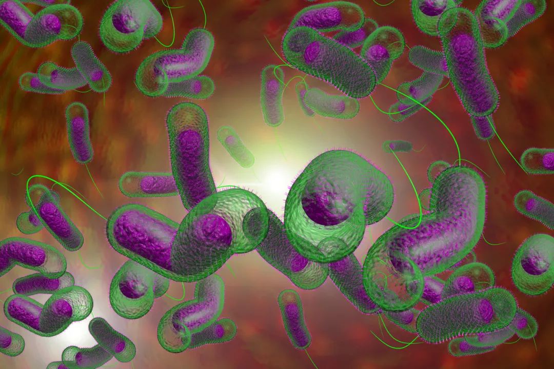 甲鱼身上测出霍乱阳性！还能放心吃喝吗？！