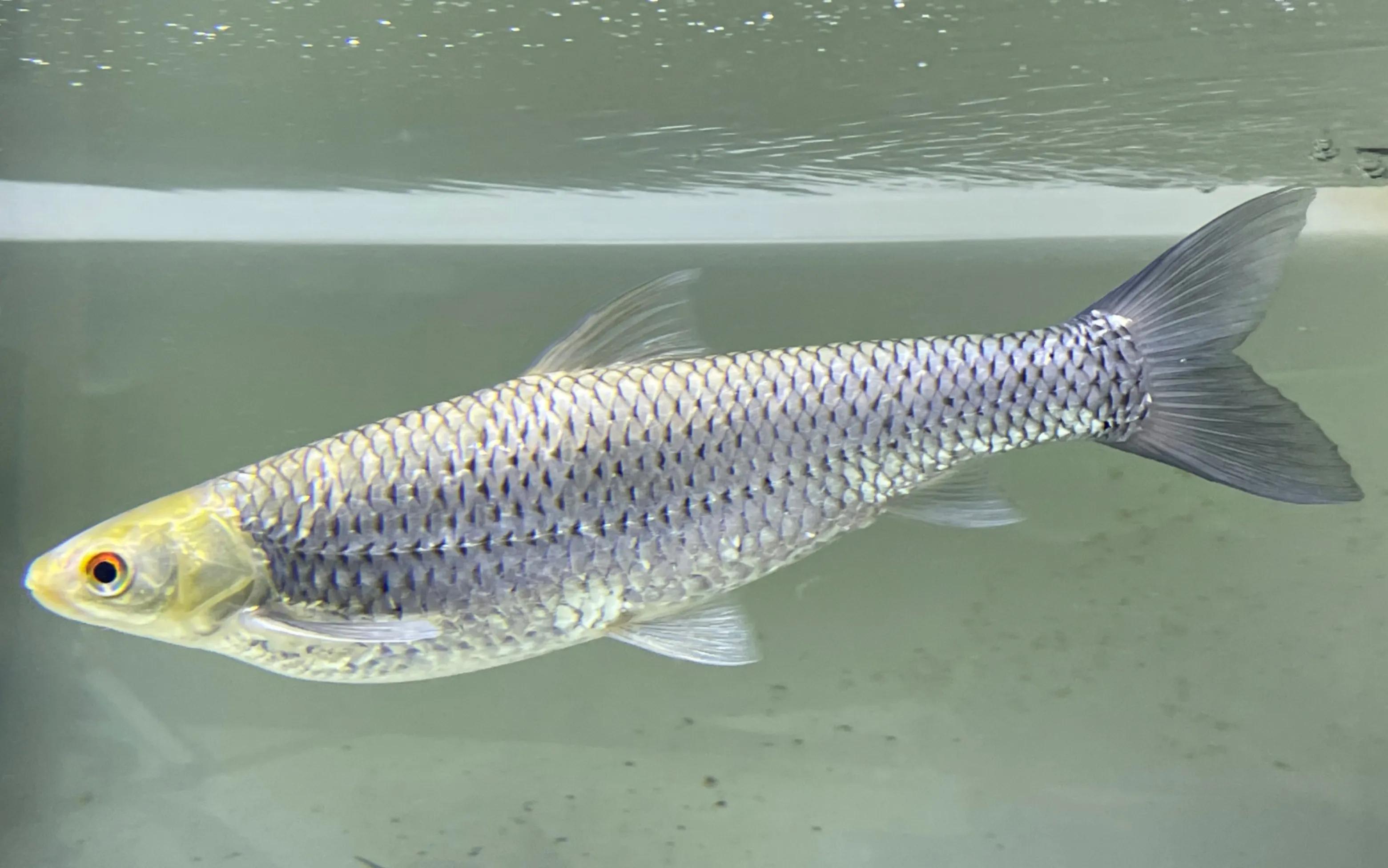 中国淡水鱼图谱大全集,中国各种淡水鱼的图片和名字