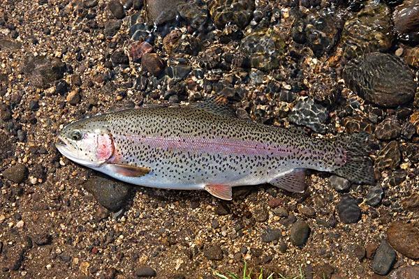 2020年禁养水产类名单,国家禁止放生的鱼类有哪些