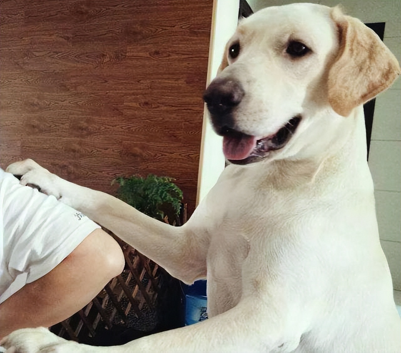 狗狗做什么事情必须打,狗狗做什么事都很抗拒