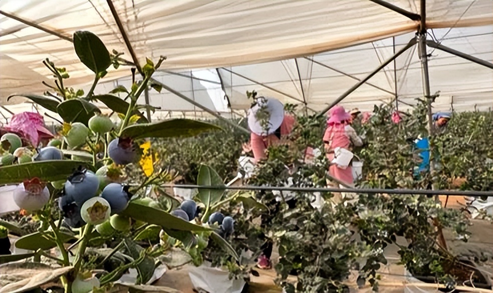 拼多多全新的农产品上行物流体系,拼多多农业物流的创新性