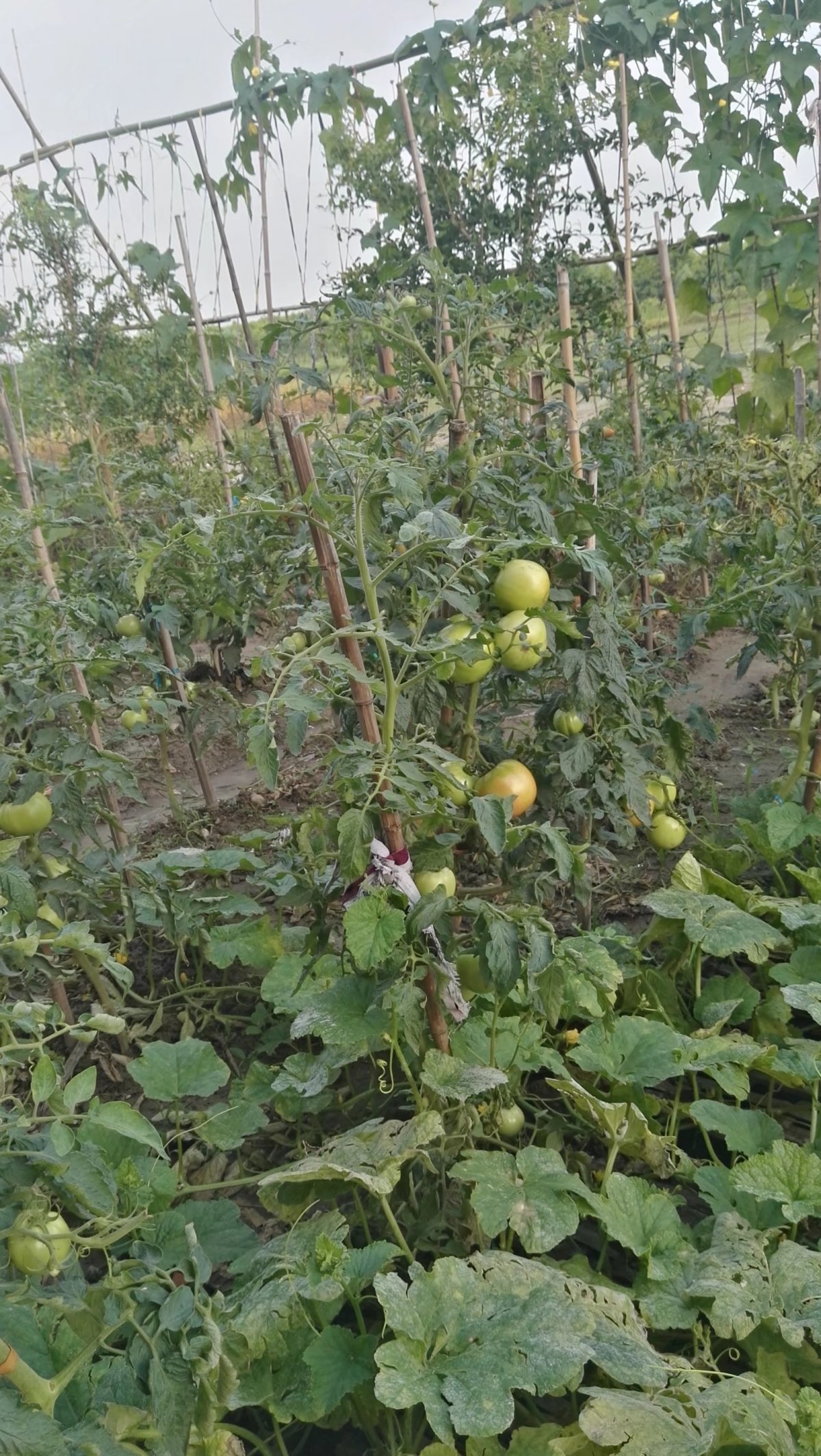 陕西省渭南市赤水镇特产,渭南乡村记忆