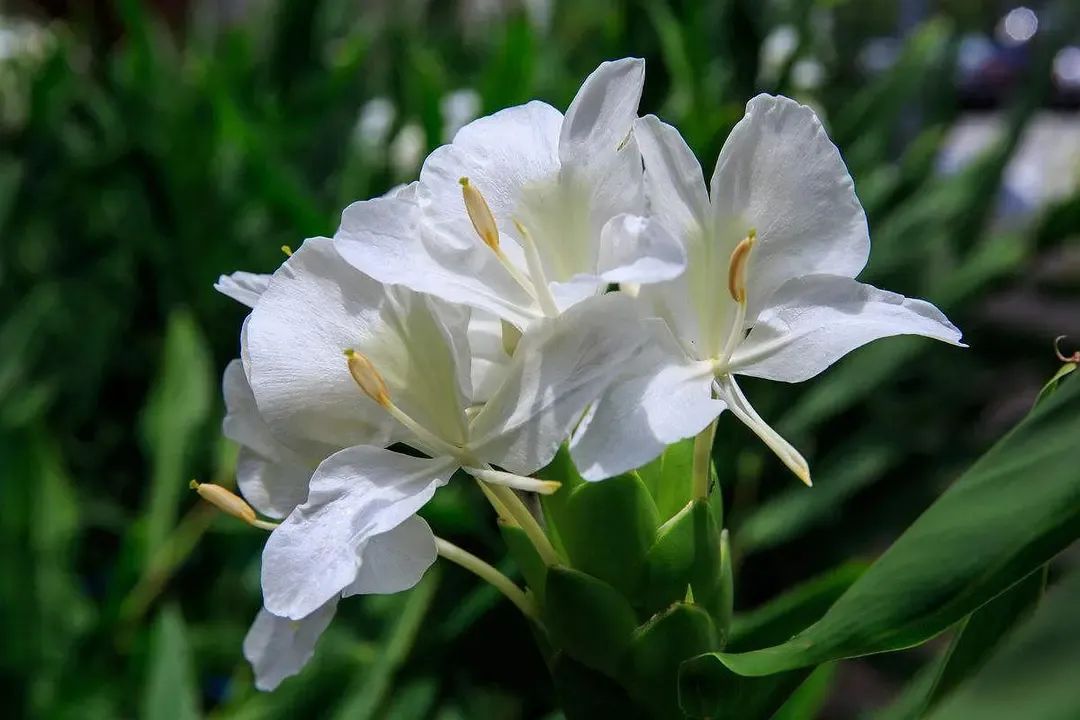 姜类香辛料都包含哪些种,12种必须了解的香料作用和用量