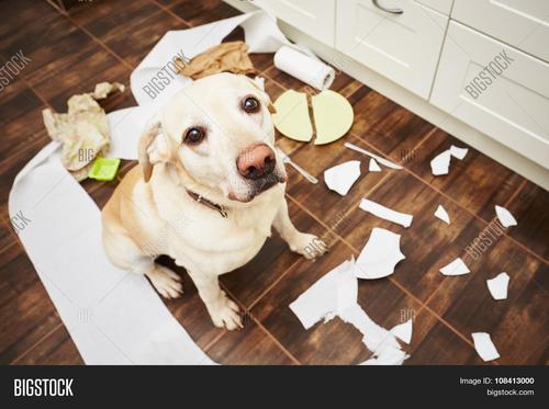 狗狗的英文短文,狗狗的英语口诀