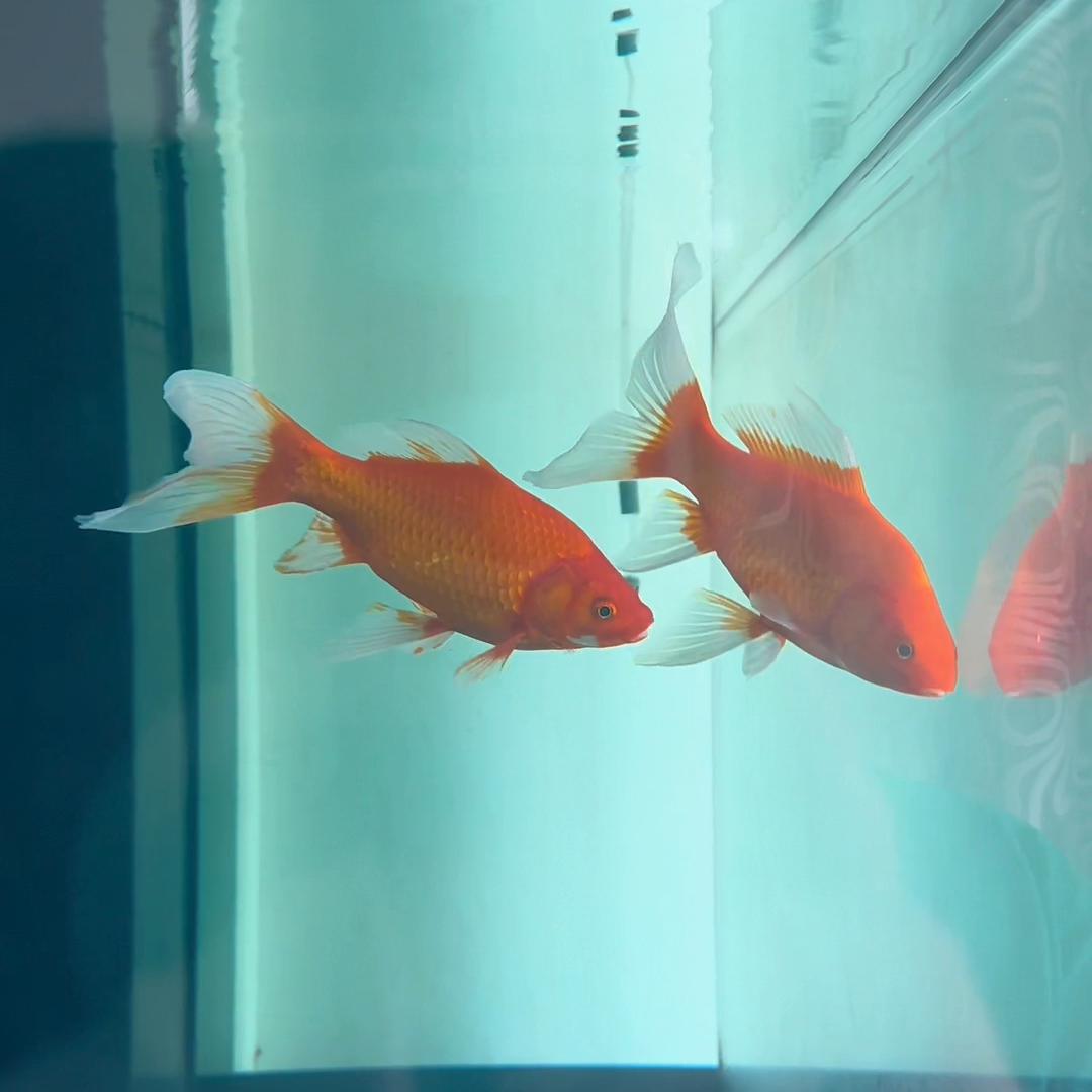 今天一个粉丝要给老表介绍工作,你们帮我看看这个工作可适...