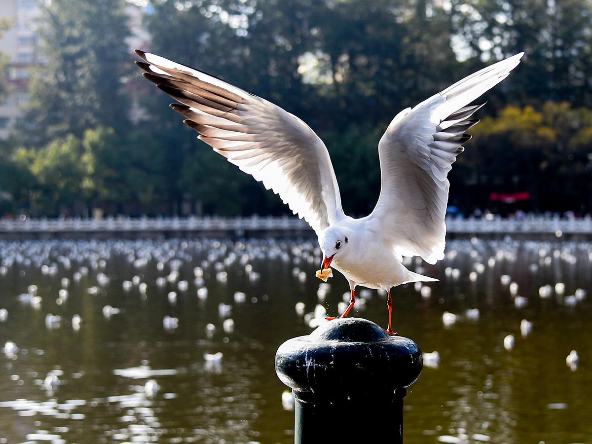 鍖楃編槌勯緹浼氬挰鏂墜鎸囧悧,鏄嗘槑鍙戠幇槌勯緹