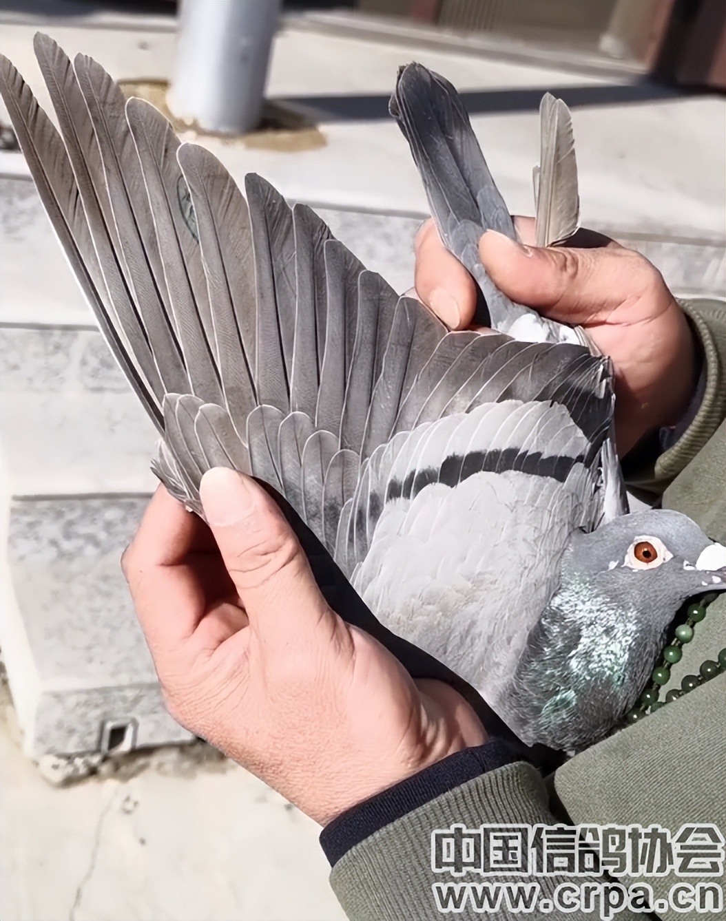 高分速高归巢！“世界杯”唐山阳光站第四关500公里比赛圆满收官
