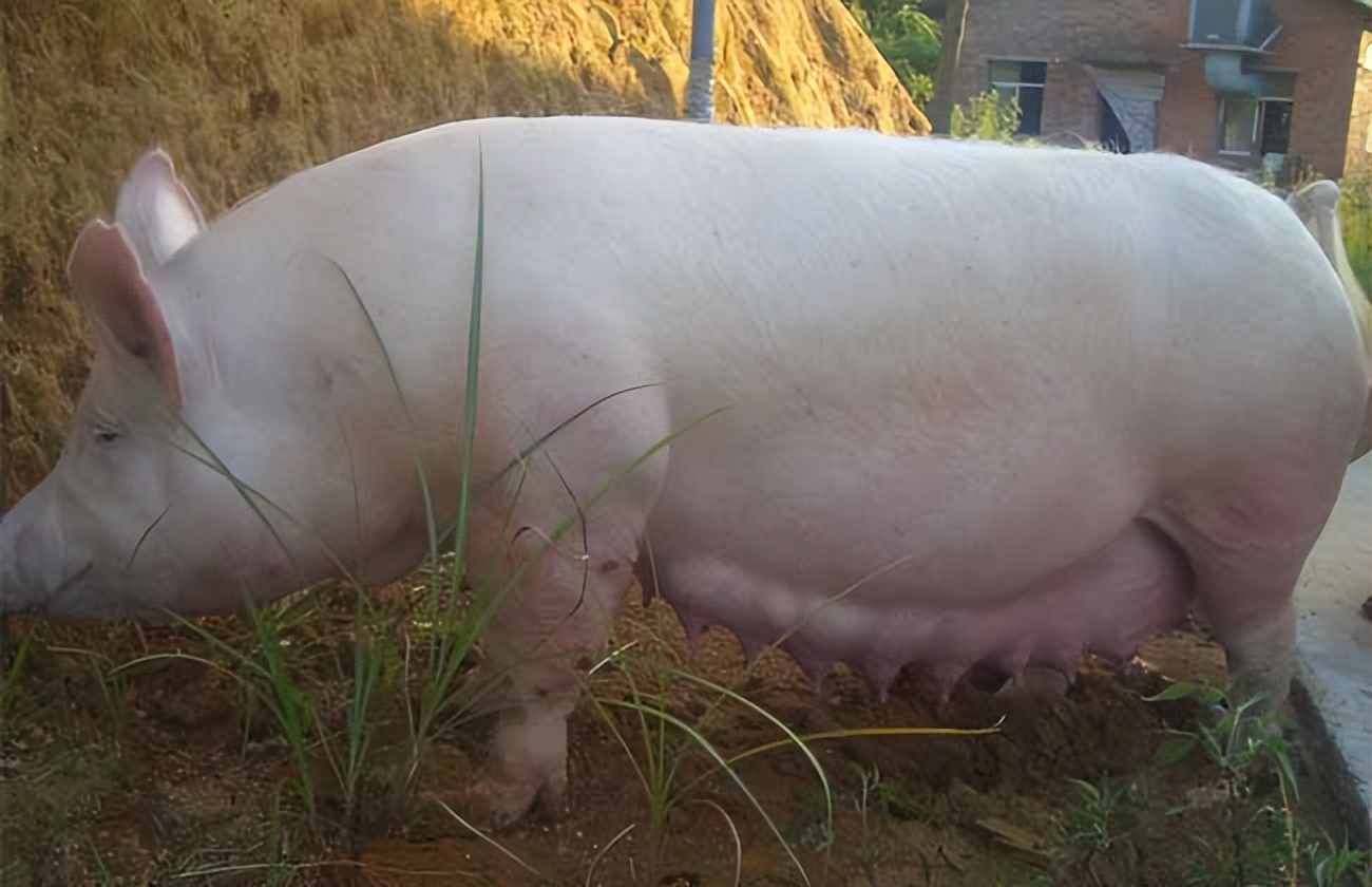 母猪产子前后的饲养技术,母猪分娩流程及注意事项