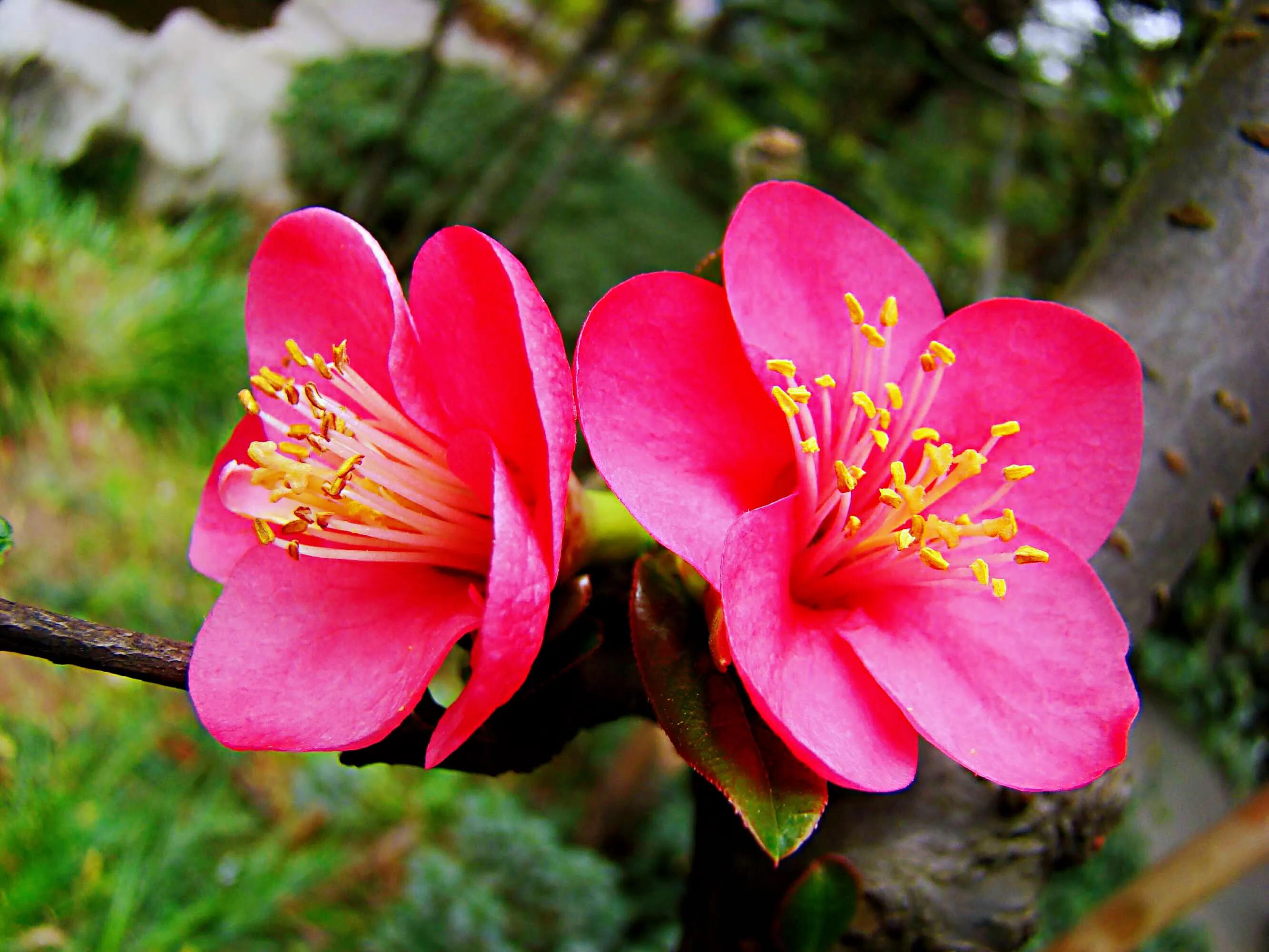 贴梗海棠海棠花品种大全,贴梗海棠的花型
