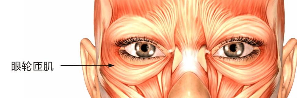 眼皮为什么会跳,为什么眼皮会跳动