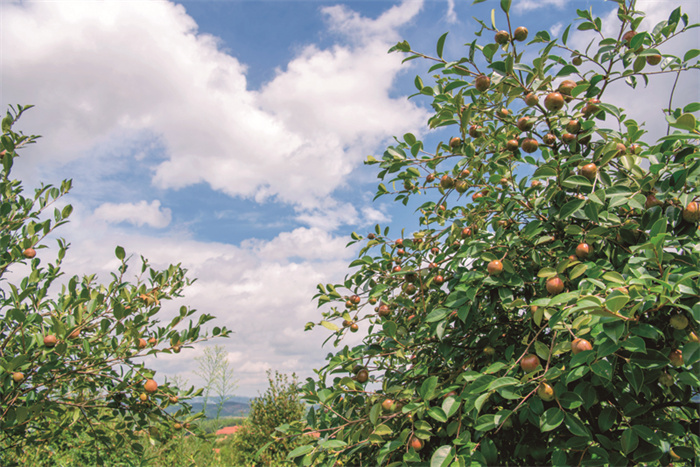 湖南茶油价格及营养,湖南生产茶油的良好条件