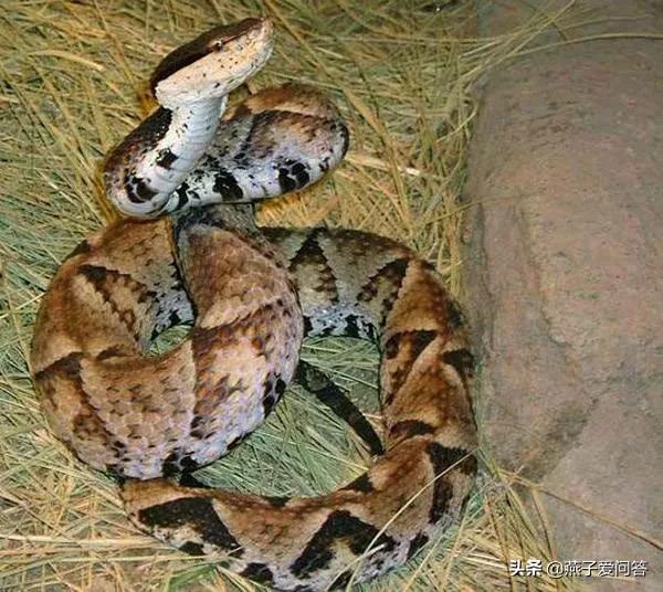 被五步蛇咬伤后能恢复吗,用五步蛇血治疗五步蛇咬伤