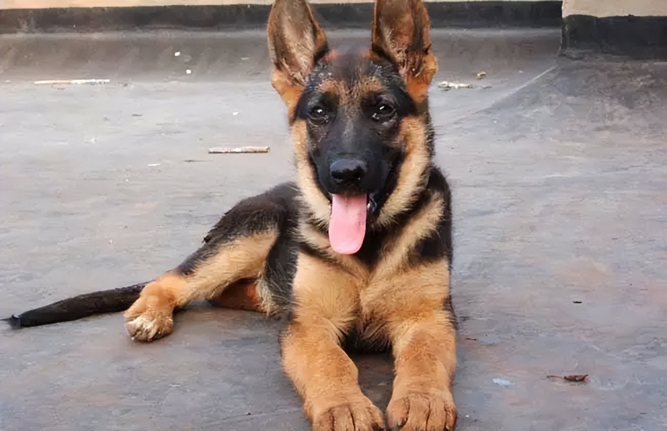 德牧价格多少钱一只？德牧的训练方法和技巧你知道吗？