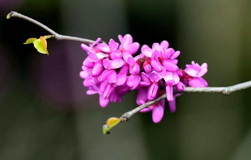 诗词一树杏花一树春全文,一树繁花优美诗句