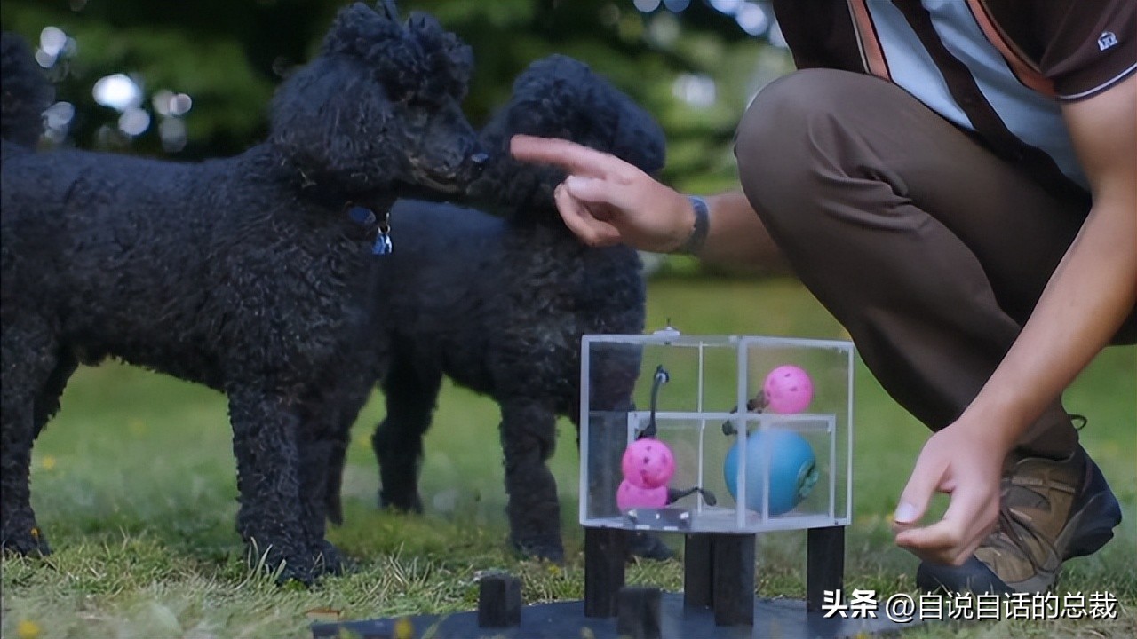 乌鸦为什么是外星人,外星人至今还未出现的5大原因