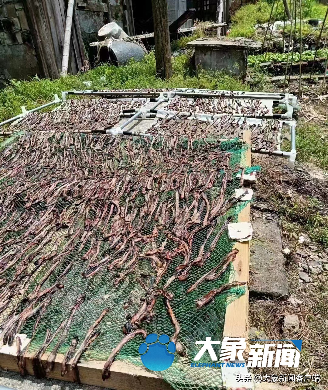 野生蚯蚓抓捕违法吗,野生蚯蚓抓捕骗局