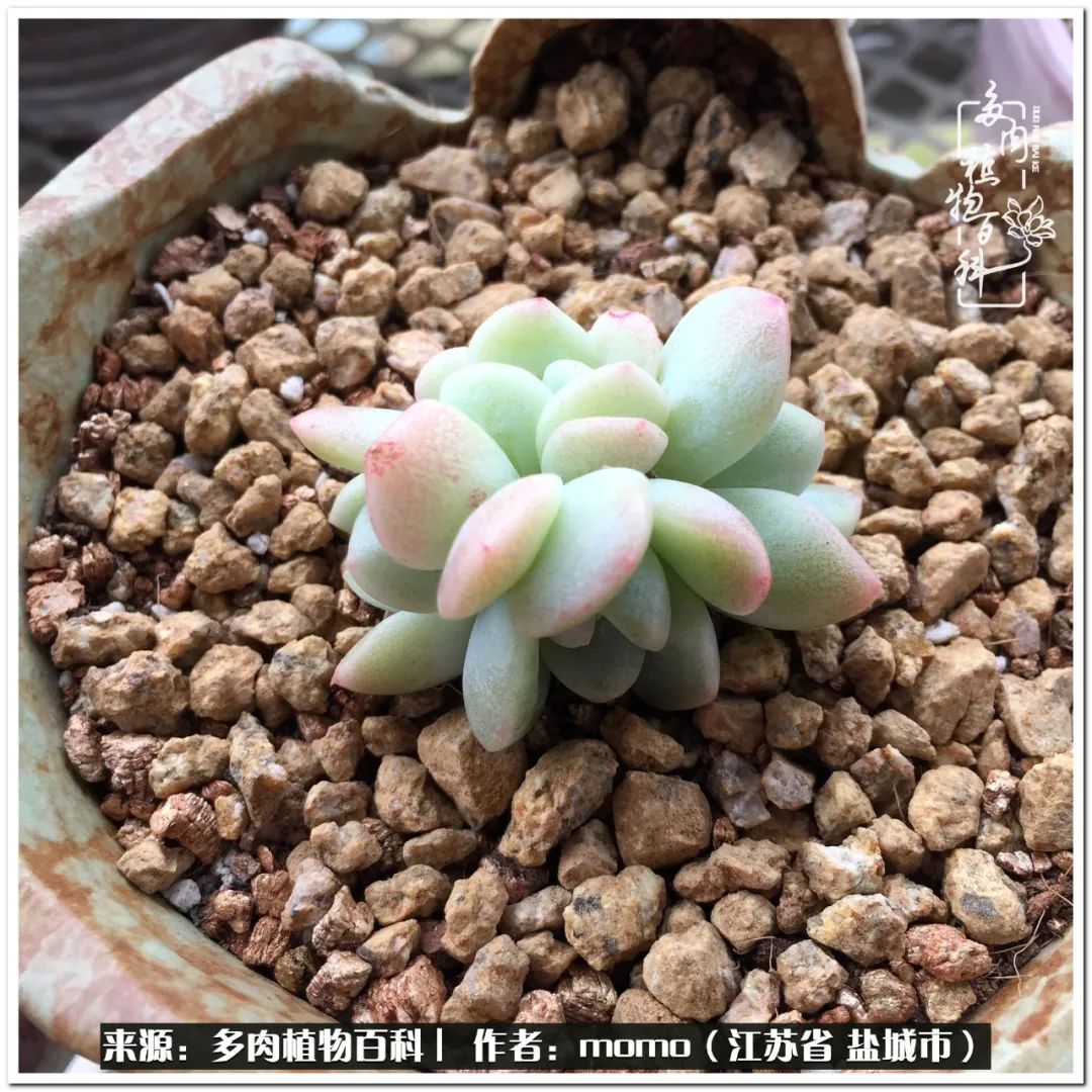 露养一个月的多肉图片,露养多肉春天外面过夜么