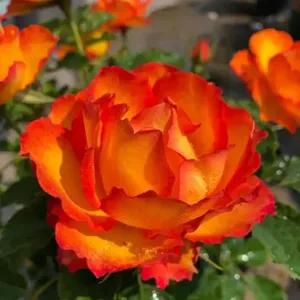 月季美图100张,月季花唯美高清图片大全