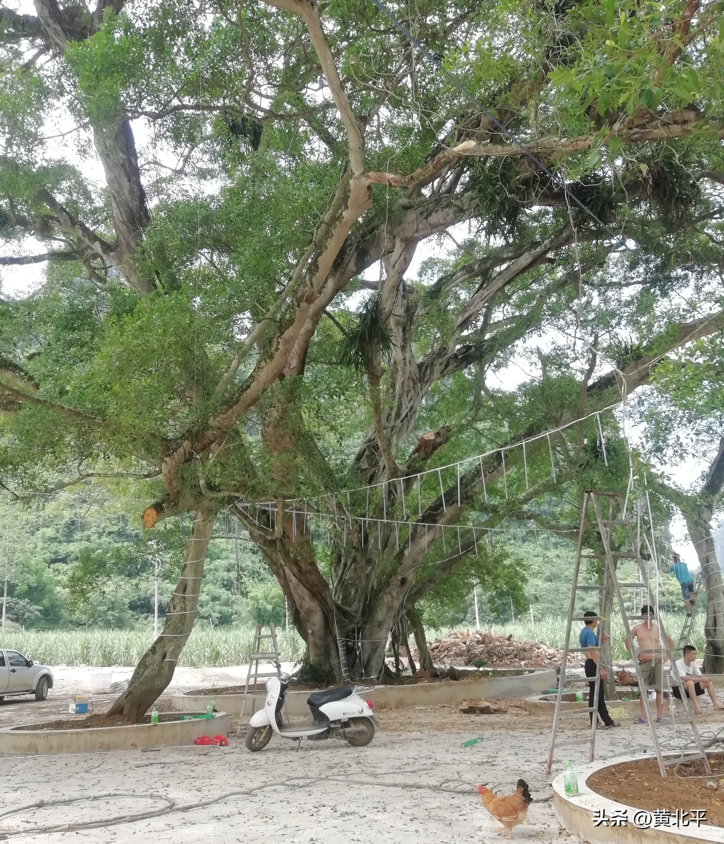 广西大山发现一棵榕树,广西发现古榕