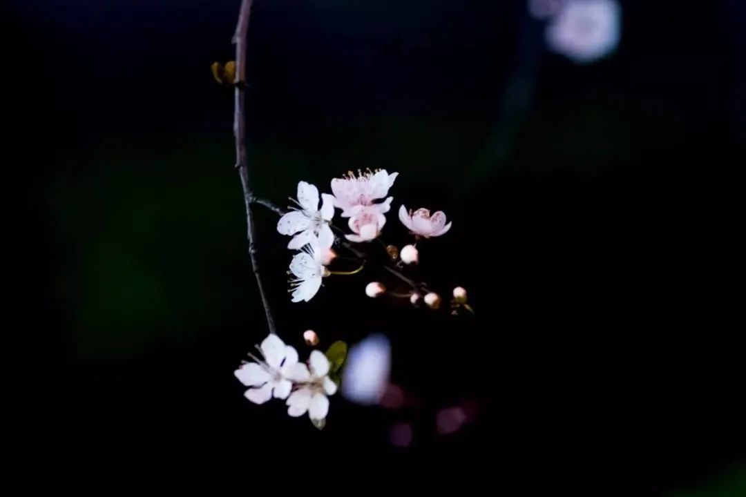 手机拍摄花朵怎么把背景变成黑色,苹果手机拍照背景黑色是怎么设置
