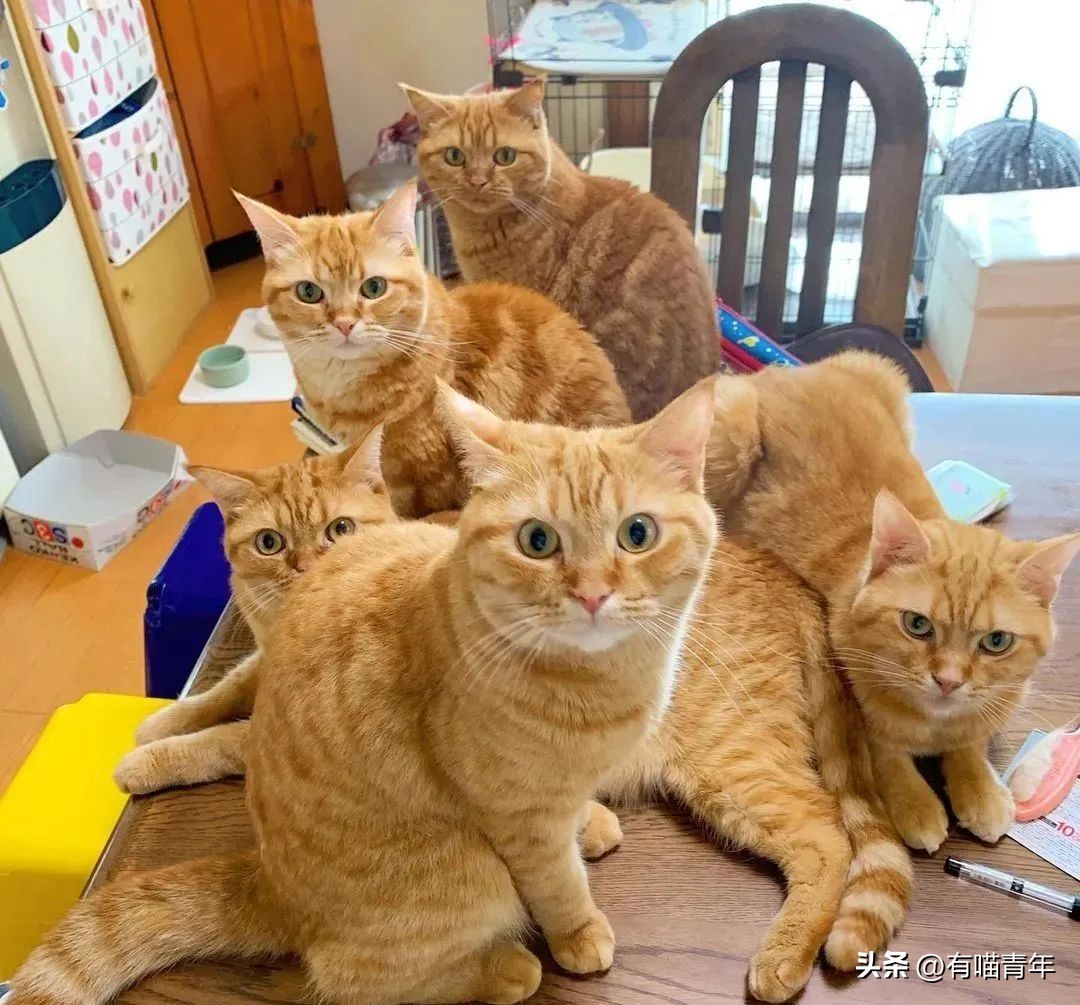 猫咪坐姿分辨性别,猫咪坐姿判断性别