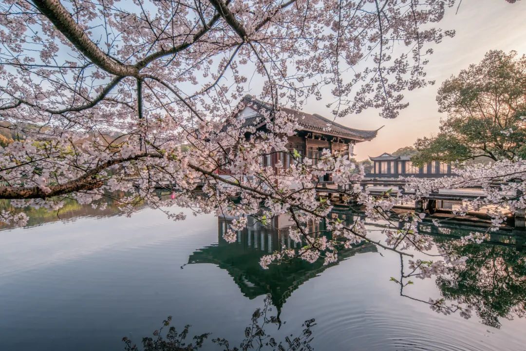 东湖樱花赏樱指南,大阪樱花赏樱路线有哪些