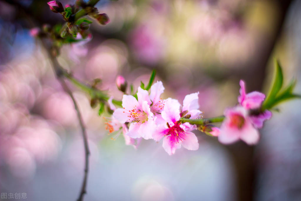 黄金有价情义无价的下一句,黄金有价情义无价视频