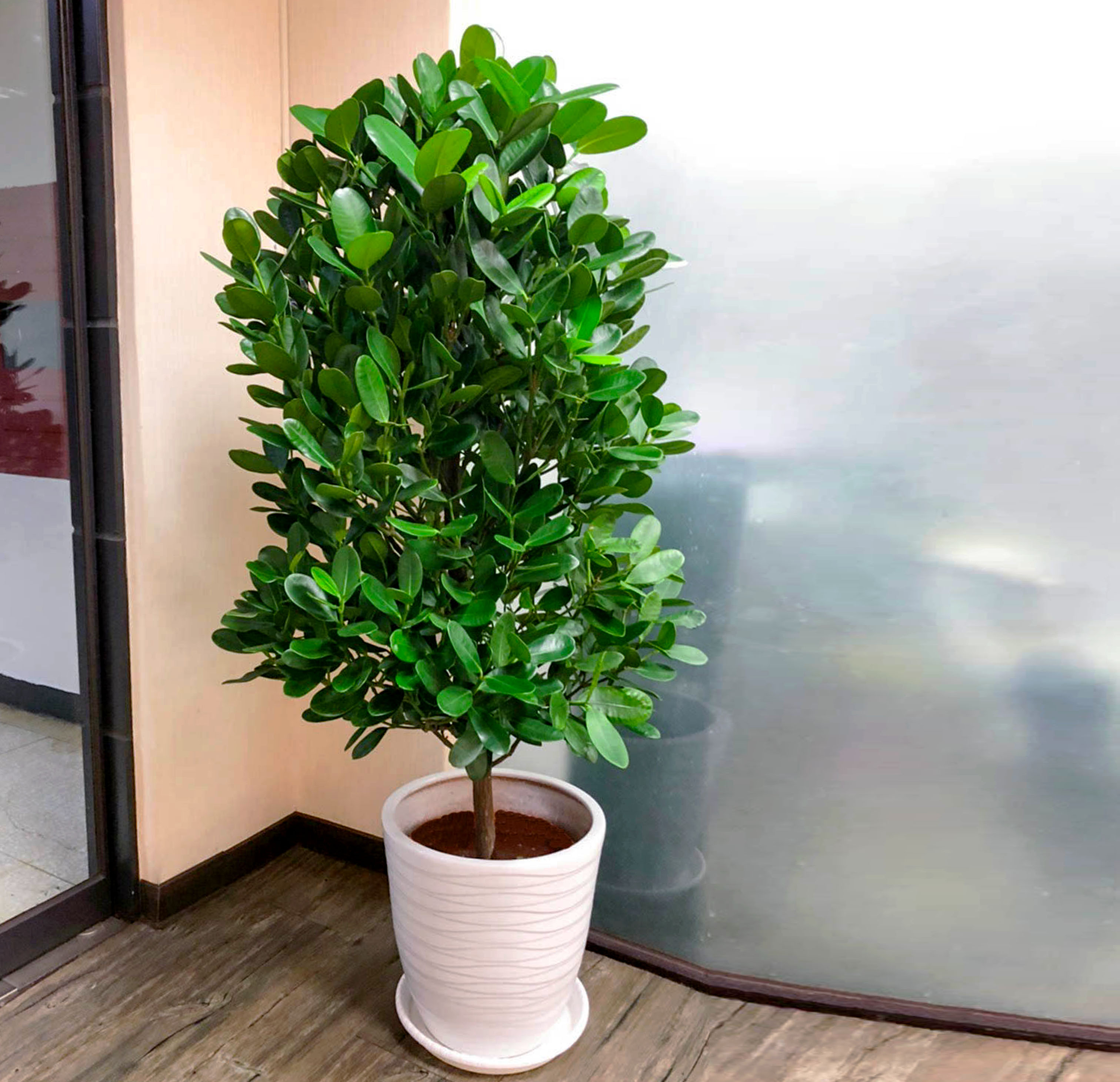 巴西木树好不好养,巴西木养的时间长了为什么要黑腐