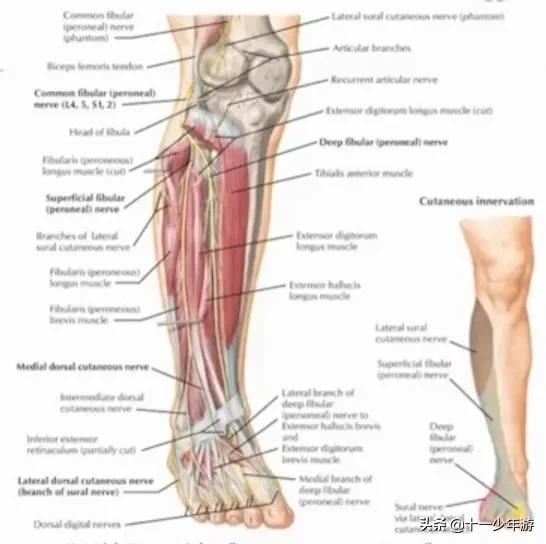 周围神经病和外周神经病,周围神经病