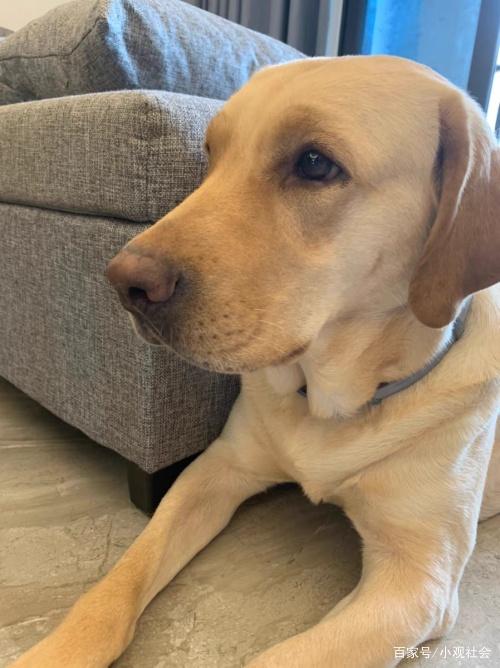 可以用杀虫剂喷狗狗身上杀跳蚤吗,怎样判断狗狗身上有没有携带跳蚤