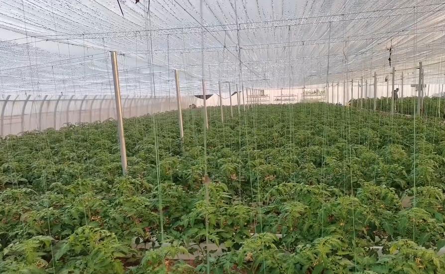 购买水培蔬菜营养液使用方法,水培蔬菜种植技术需要营养液吗
