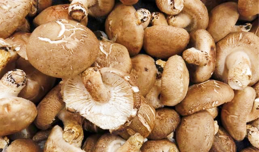 香菇四种不宜买,香菇的三大禁忌