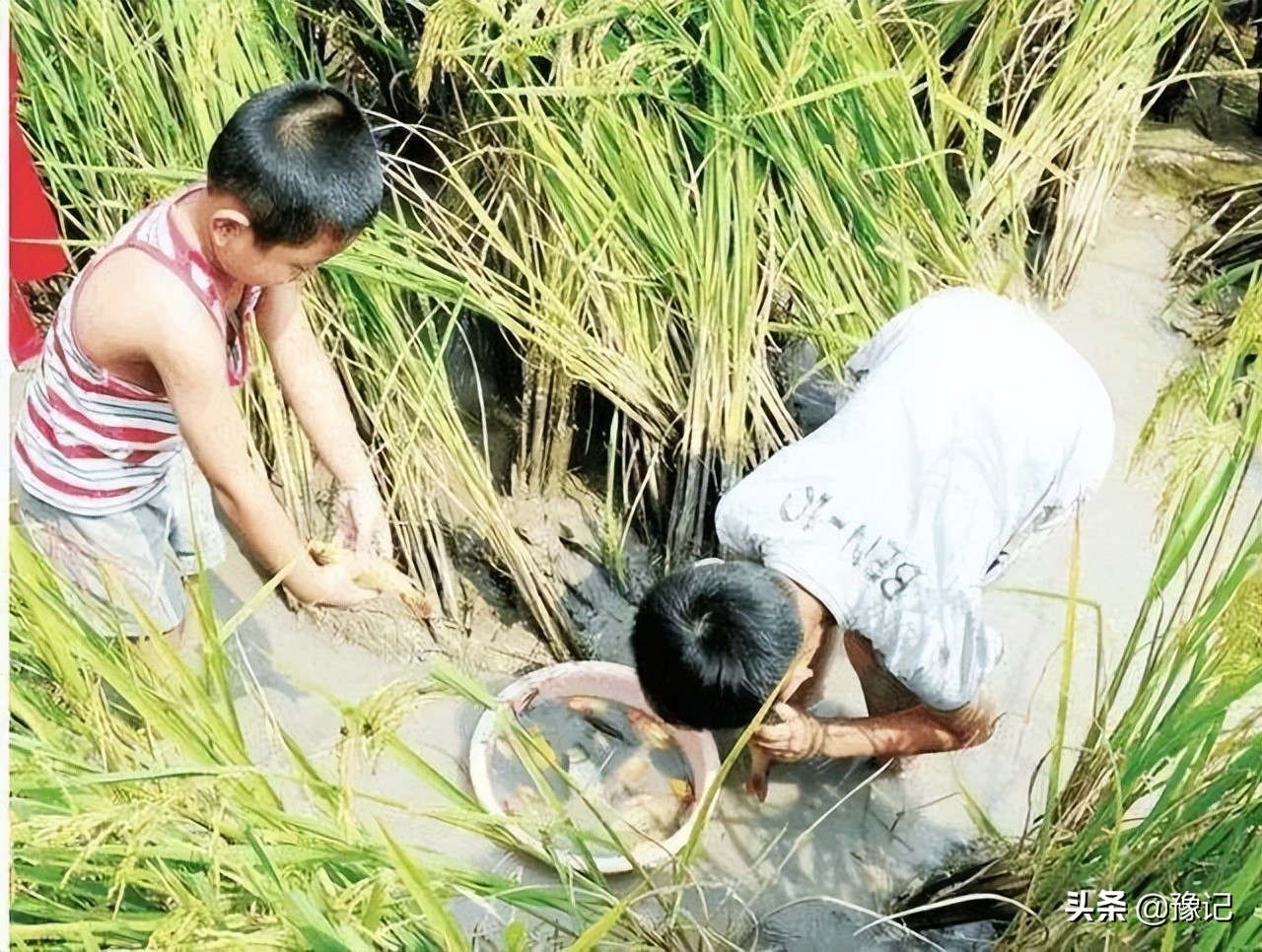 信阳人家家都有的tang，河南好多地方都没了