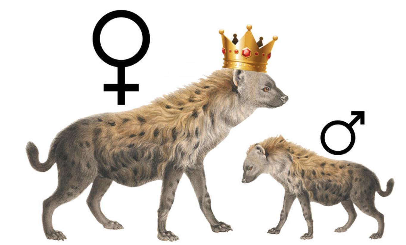 鬣狗吃羚羊和角马,鬣狗吃角马羚羊