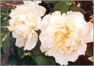 银丝贯顶牡丹只有一棵吗,珍贵牡丹花银丝贯顶