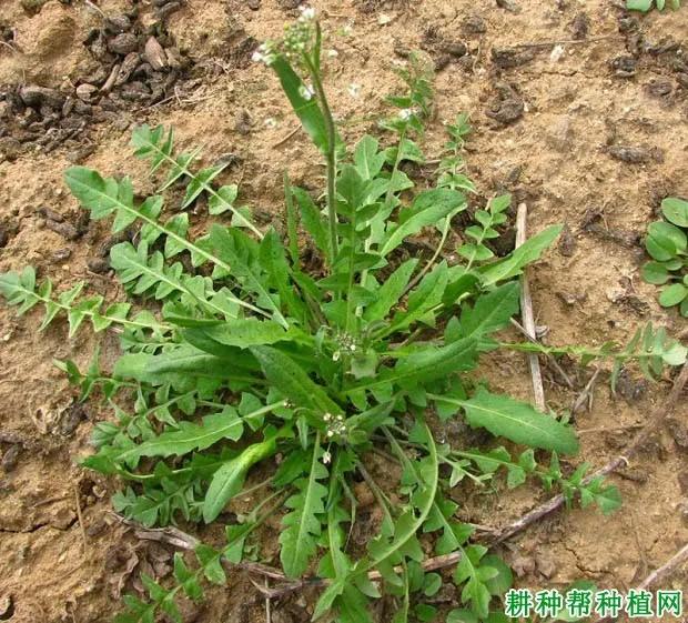 荠菜是一种野菜,荠菜又叫什么菜它的功效