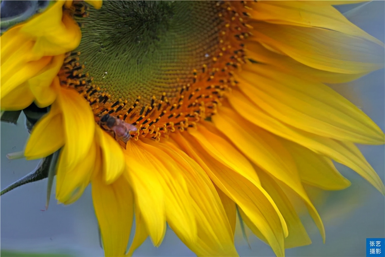 广州百万葵园葵花的花期,广州百万葵园五月份有什么花看