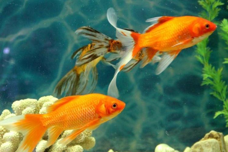 草金鱼晚上沉在水底不动,金鱼肚子胀大趴在水底不动