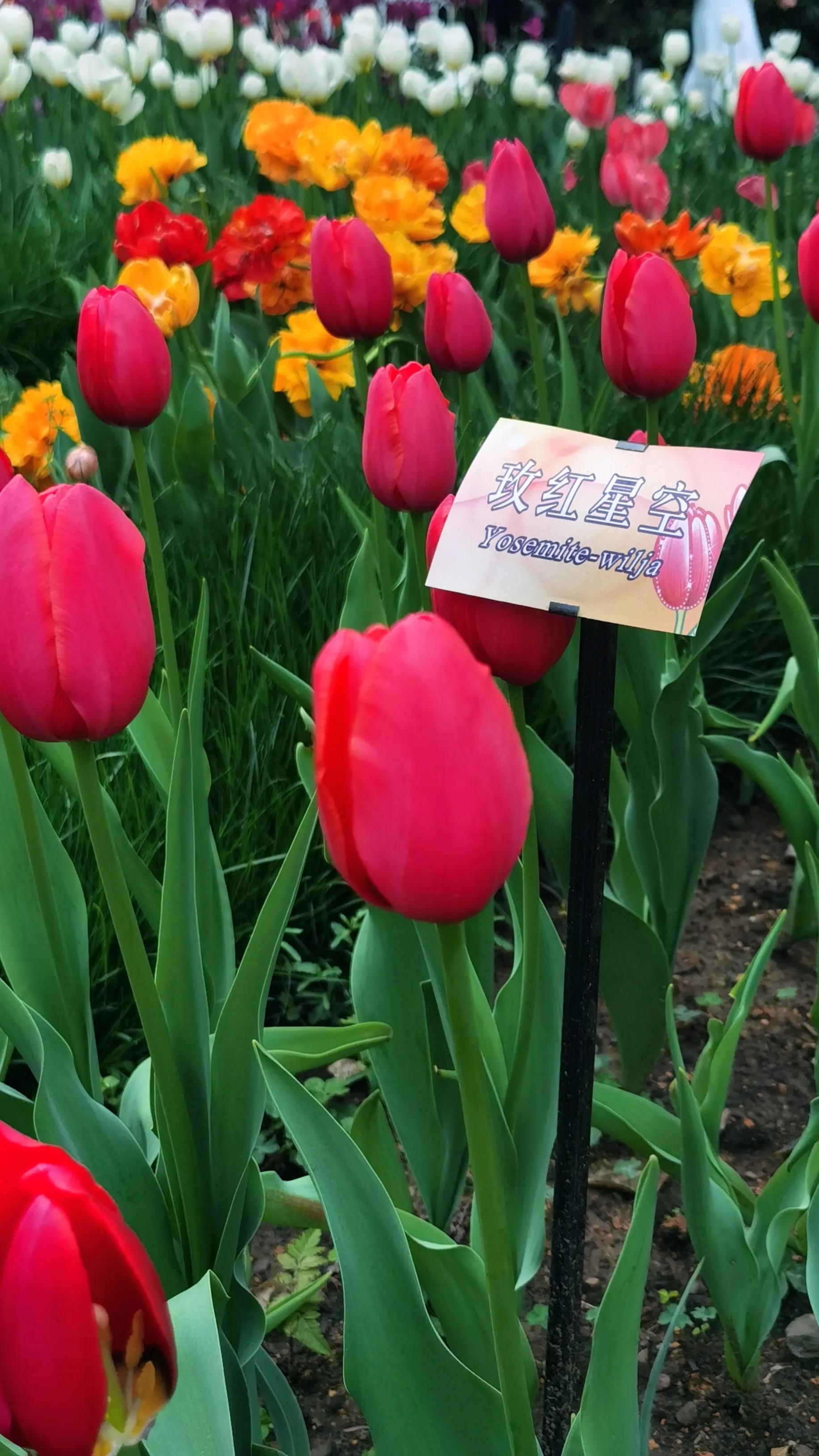 别光知道拍照，教你认识各品种郁金香。文末一款让八零后泪目的花