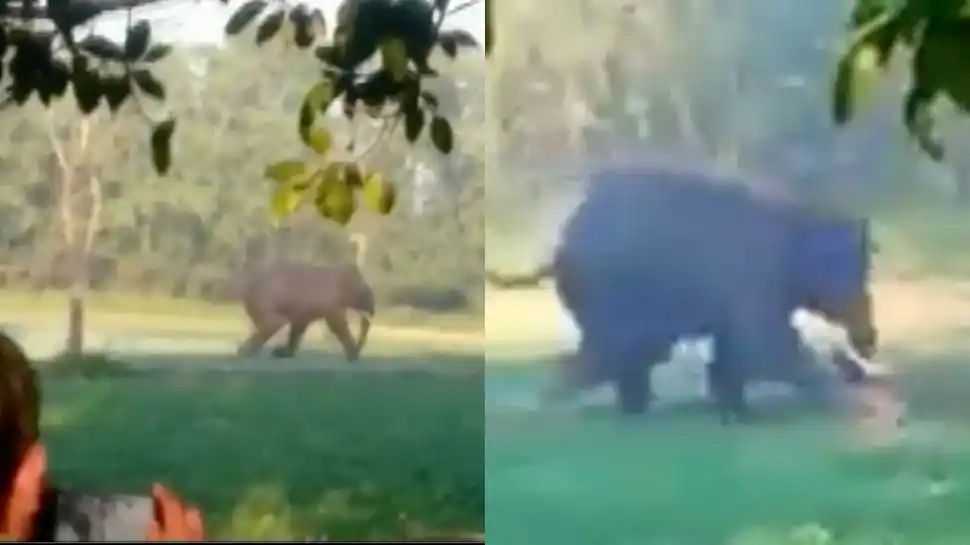 印度男子被大象追杀，又是戳又是拖，人象大战10年双方死亡差不多