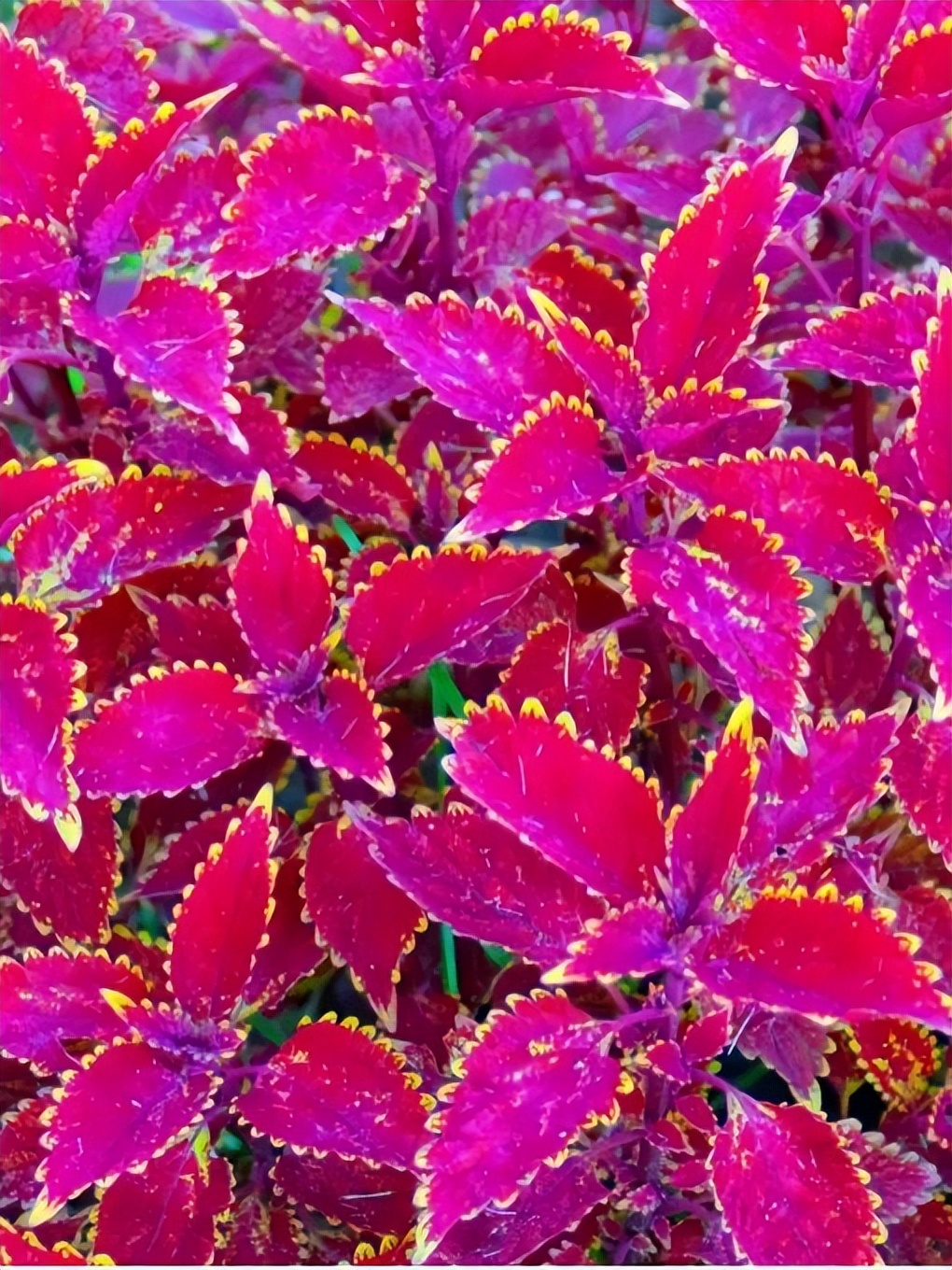 漫山花溪谷五一开吗,漫山花溪谷春节开放吗