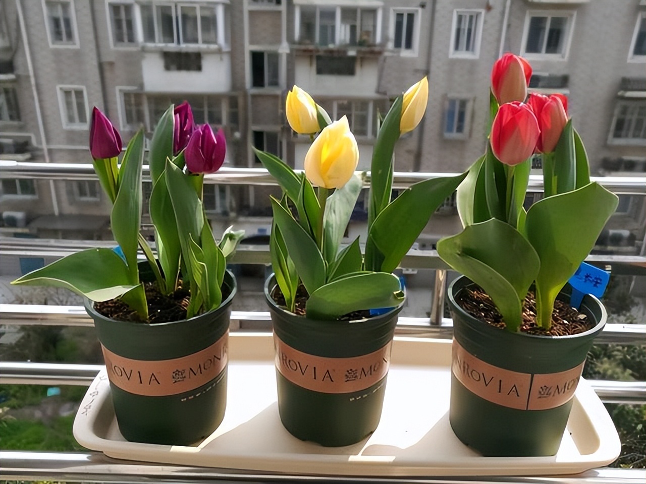 家居养花注意事项,家里养花再贵也要养3种花