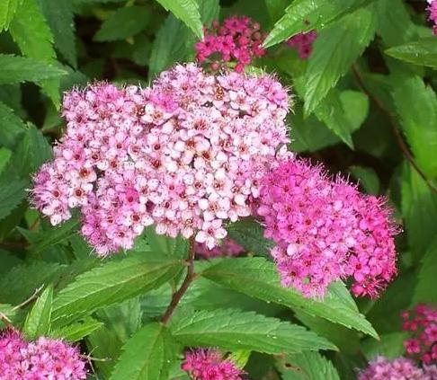 北方庭院常用花卉讲究,适合北方院子花卉哪些最好养