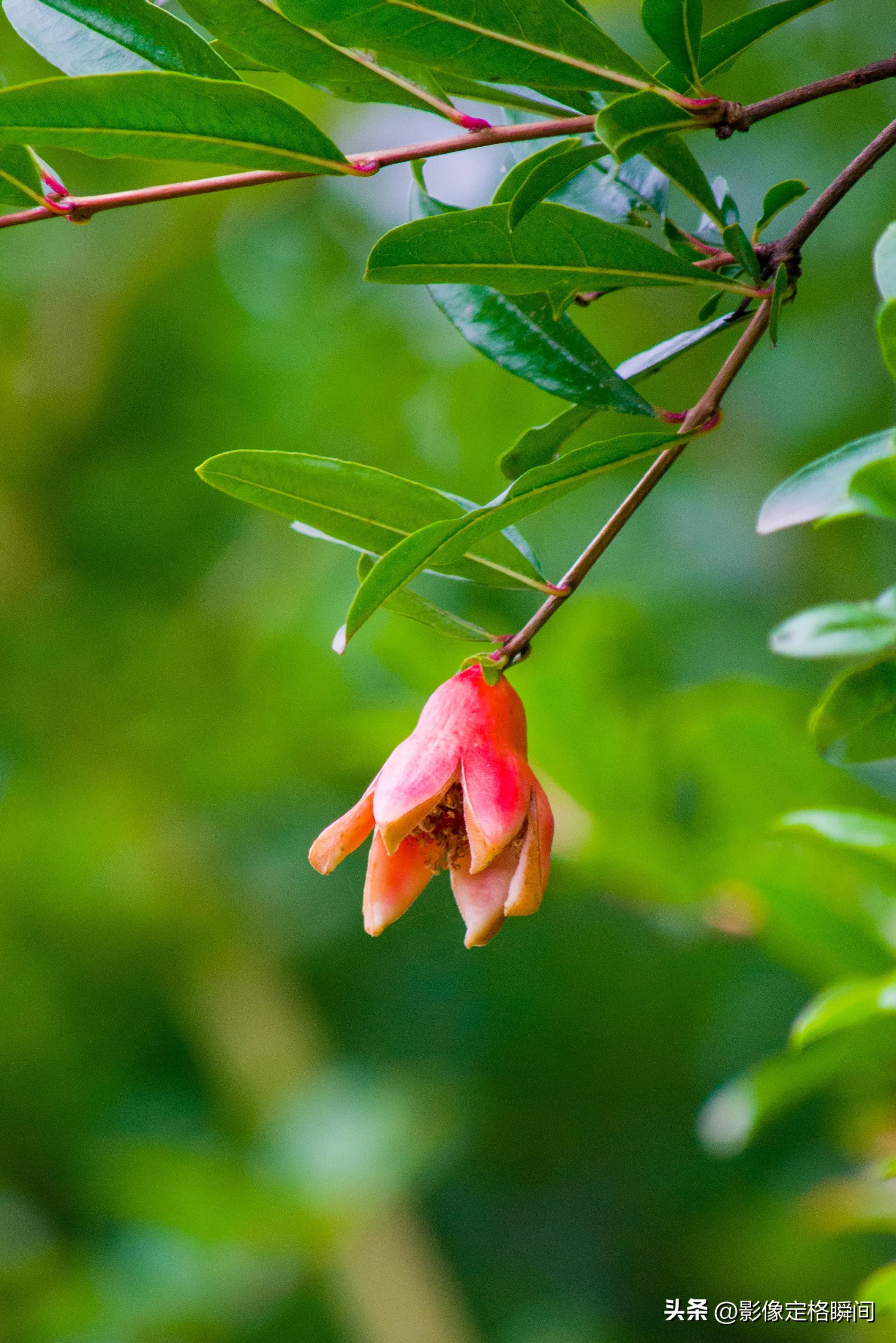 夏日花朵摄影笔记之石榴花—对美好生活的向往