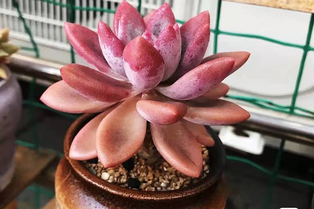 多肉奥普琳娜是跟桃蛋一样难养吗,多肉奥普琳娜多头