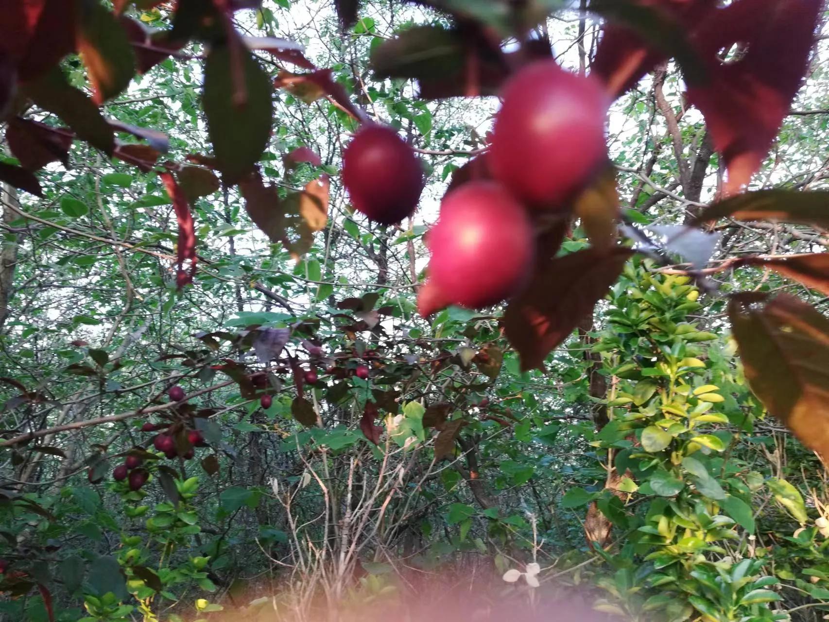 “嫂子，你是在窥探我家隐私”女儿留学想寄住姑姑家，小姑发火了