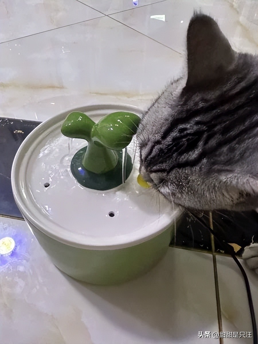 猫咪不喝水？教你10招骗水小技巧